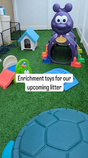 Puppies love playtime so I make sure they can climb, crawl, jump, slide, splash, run, and explore during their outdoor time so they can experience as much joy as we can possibly squeeze in! ❤️ | SW Retrievers