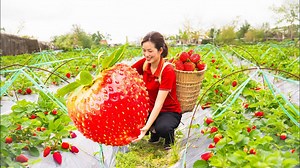 30K views · 420 reactions | Harvest Forest kumquats Go to the market sell - Make Kumquat Jam - Fruit & Sugar - Phương Daily Life | Phuong - Harvesting | Facebook