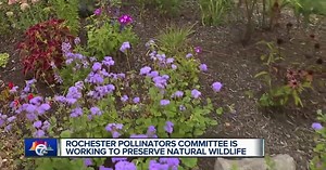 Rochester Pollinators Committee working to preserve natural wildlife
