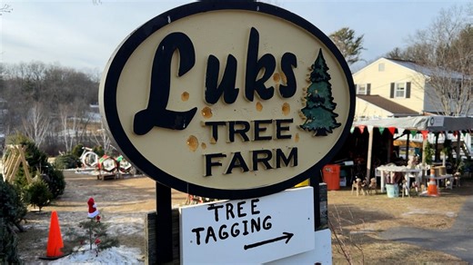 Local tree farm is having a busy season ahead of the holidays