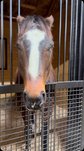 Rufus wishes everyone a safe and happy Belmont race in Saratoga today! 🐎💙 . He’s just going to take a little nappy nap and dream about his race days ☔️ #retired #spoiled . . #handsome #rufus #thoroughbred #horse #belmont #saratogaspringsny #farmlife #saratogany #farm #saturday #rain #rainyday #rainraingoaway #staysafe #belmontstakes #saratogaracetrack #nyra #haveagreatweekend | Handsome Cock Farm