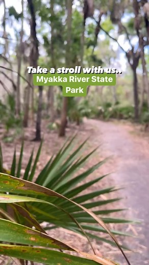 3.6K views · 42 reactions | Take a stroll with us through the majestic #MyakkaRiverStatePark. The Myakka River flows through 58 square miles of one of #Florida’s oldest and largest parks ☀️ Tag who you would talk here!  Upon entering:  $6 per vehicle Save for your Must See Florida bucket list! Myakka River State Park - 13208 State Road 72 Sarasota FL 34241 Tag #mustseeflorida to share your experience in FLRDA! - Follow @mustseeflorida | Must See Florida | Facebook