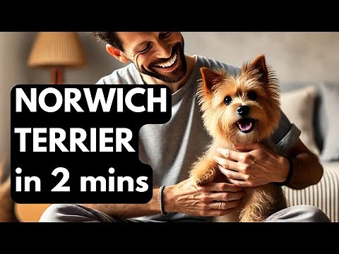 Norwich Terrier Guide in 2 mins: Everything You Need to Know About This Energetic Breed!