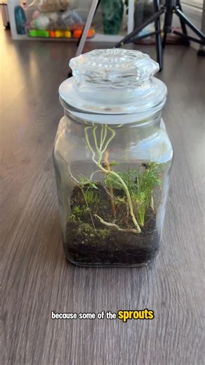 Jessie Jacobson on Instagram: "I put soil from my garden in a jar to see what would grow…and now I’m adding janitors! In July, I took soil from my garden and put it in a jar to see what would grow…without watering it or ever opening it. I wanted to see if this jar could become a mini ecosystem without even planting anything. My main question became: how does something grow from nothing? Well seeds that fly with the wind or spores that live in the soil can sprout on their own. This summer when so