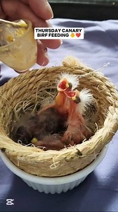 1.1M views · 10K reactions | THURSDAY CANARY BIRD FEEDING ❤️ #dinothecanarybird #reelsviralシ #reelsvideoシ #reelsfbシ #viralvideoシ #reelsfypシ #fypシ #cutepets #birdwatching #fypシ゚ #birdlife #birdlover #birds #eggs #nest #petlovers #pets #animallover #zebrafinch #canarybird #pajaros #pet #pajaritos Elma Basaysay Mairon Mabilangan | Emily Mabilangan | Facebook