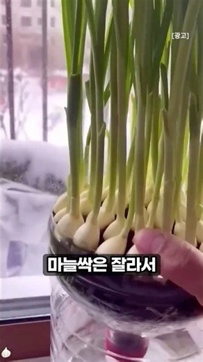 The Genius Way to Grow Endless Garlic Sprouts at Home #LifeHack #Gardening