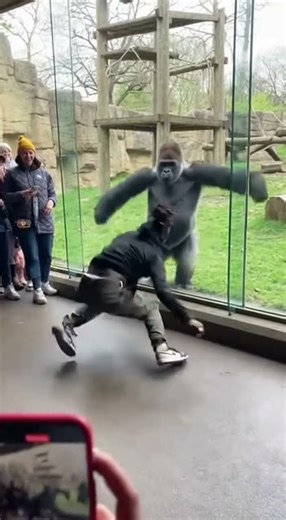 Monkey See, Monkey Do: The New Move a Gorilla Learned from a Dancer