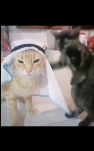 🤣 #arabic #habibi #meme #memes #viral #trending