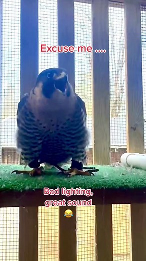 Educational Ambassador Peregrine Falcon Scream Compilation