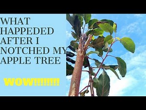 What happens when I notch an apple tree!