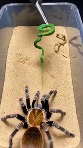 63K views · 315 reactions | Spider vs Snake | Shocking Predator...
