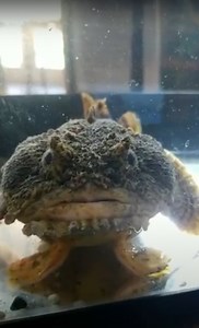 Oyster Toad Fish - Meigs Point Nature Center, Madison, CT