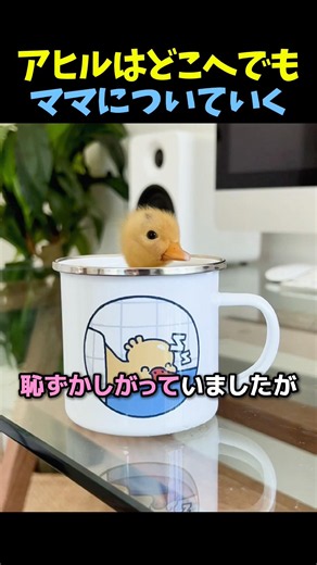 The duck follows its mom everywhere 🐤 #duck #animals #heartwarmingstory