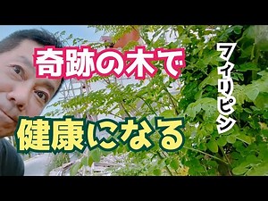 【奇跡の木で健康】フィリピン生活で大事な健康 自生するモリンガの栄養や効能 移住/海外/ミンダナオ/老後/マルンガイ