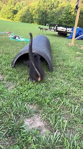 Yep, it’s a circus round here😂🎪🤡🐒 #monkey #reels #reelsfb #reelsinstagram #circus #familycircus #jungle #fyp #spidermonkey #capuchin #play #happy | Our Life Adventures