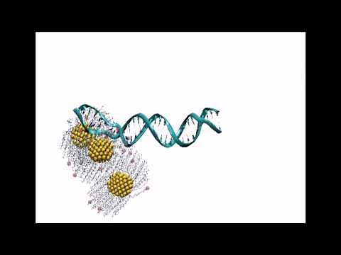 Charged Gold Nanoparticles "Unzip" DNA