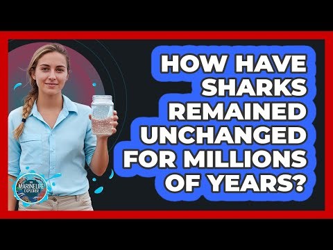 How Have Sharks Remained Unchanged For Millions Of Years? - The Marine Life Explorer