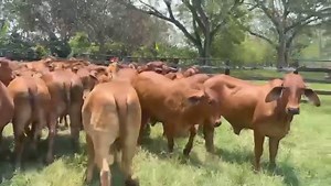 6.5K views · 133 reactions | Disponibles para la venta. 30 novillas #brahmanrojo comerciales de excelente calidad, listas para servicio. Ubicadas cerca a Doradal Antioquia. Información WhatsApp. wa.me/573208487321 | Rehagronegocios Agromarketing | Facebook