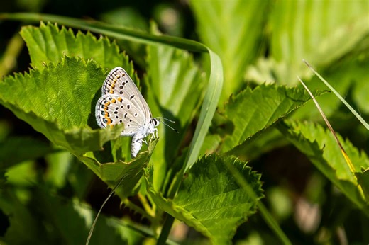 This federally endangered butterfly is helping save Michigan’s rarest ecosystems