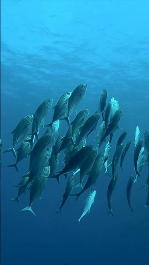 Silver Whirl: The Dance of the Bigeye #png #scubadiving #divetravel