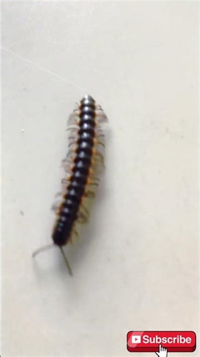 Millipede សត្វម្រើមព្រះ#cambodia #millipede #babyanimals #animalsounds
