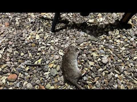 Fx Impact M4 and the DNT Thermnight 225r LRF