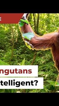 How smart are Orangutans?