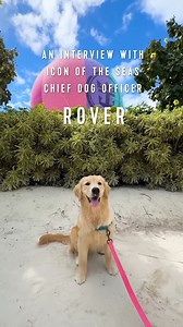 Meet Rover, our Chief Dog Officer aboard Royal Caribbean International's Icon of the Seas! 🐾🌊 ​ From a pup with a dream to leading with paws-itive vibes, he ensures crew smiles and sundeck breaks. Now, he’s on a mission to find more amazing crew members! Ready to chase your dream job? Apply today at rcgcareers.com! #PropelledbyPeople #IAMRCG | Royal Caribbean Group Careers
