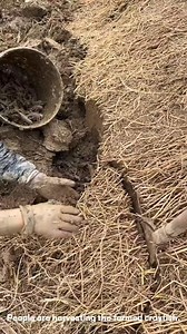 People are harvesting the farmed crayfish | Seeking forod