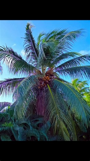 Meliá Caribe moments 🌴 Palm-lined paths, ocean air, and local sculptures adding character and soul to the resort — where Caribbean culture meets laid-back luxury. 🌴☀️🌊 #MeliaCaribe #PuntaCana #CaribbeanResort #LocalArt #IslandCulture #ResortVibes #TravelReels #TropicalDetails | Kasia Kaczmarczyk