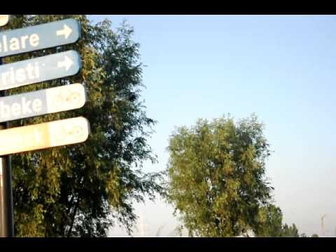 Magpie in distress call bis.