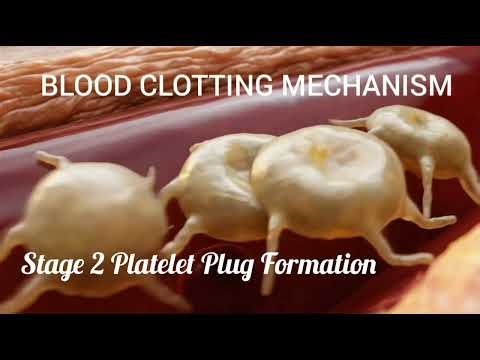 Blood Clotting Mechanism 3D Animation #bloodclotting #bloodclots #nursing #doctor #blood #trauma