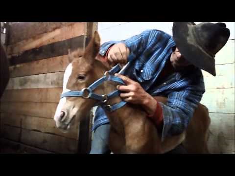 Foal Halter Training