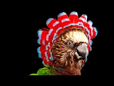 15 Most Beautiful Parrots In The World