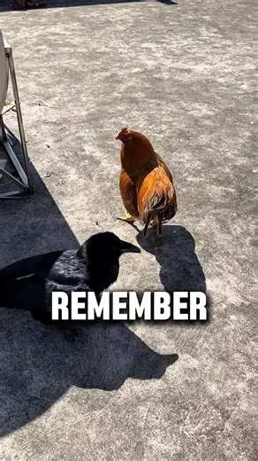 Why Crows Never Forget Your Face