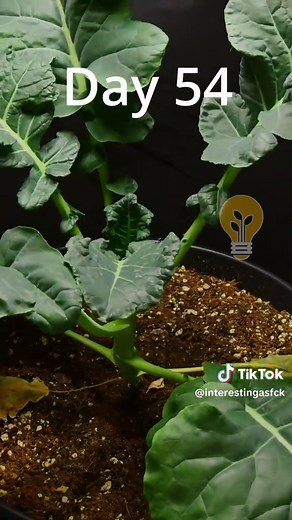 Broccoli Growth Time Lapse: Seed to Harvest in 95 Days