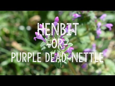 Is It Henbit or Purple Deadnettle? — How to Tell