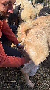 Tek meme keçi | Nuri Saltan