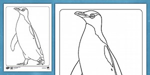 Penguin Colouring Page for Kids