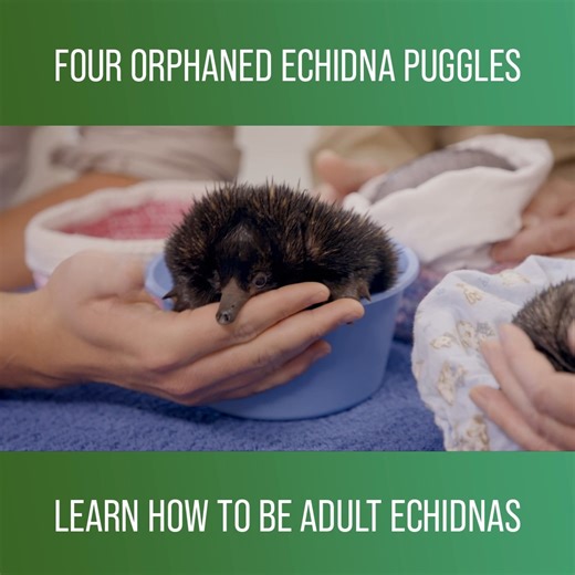 32K views · 1.3K reactions | #AustraliaZoo has been hand-rearing several orphaned #puggles, and they are finally old enough to get their first lessons in how to be adult #Echidnas. #CrikeyItsTheIrwins #IrwinsFamily #Wildlife Watch full episodes on discovery+: https://bit.ly/3HfHr6e | Love Animals | Facebook