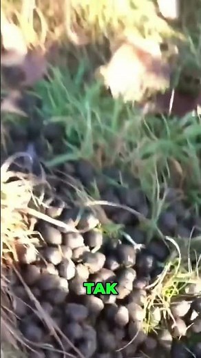 Animal tracks: How to recognize the droppings of a bull, deer, or doe?