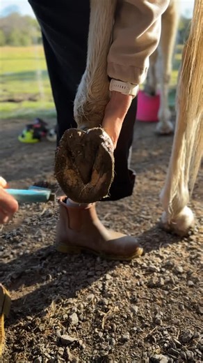 Using Hoof Boots should be simple and effective - that’s why Renegade Hoof Boots were created! Put them on your barefoot horse before a ride, head out without worrying about difficult terrain and rocks, then slip them back off once you’ve finished 🙌 #hoofboots #horseboots #horseriding #barefoothorse | Renegade Hoof Boots