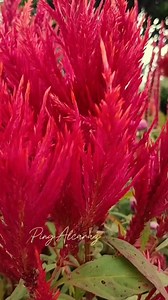 13K views · 297 reactions | Hello Friday #fbreelsvideo #weekend | Ping Alcaraz | Facebook