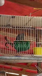 Clarin veracruzano existen estas aves con diferentes acordes este en lo personal me agradó aunque los conocedores dicen que no es de lo mejor, pero a mí no me importa me agrada su canto￼ | Aves de Canto Edemir