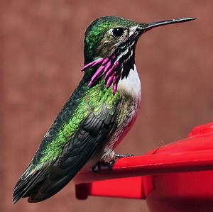 Annual Changes in Hummingbird Migration Revealed by Birders' Sightings