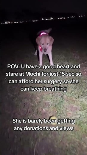 My dear friends please Share this video, we need to raise $2000 for Mochi's surgery please 🙏
