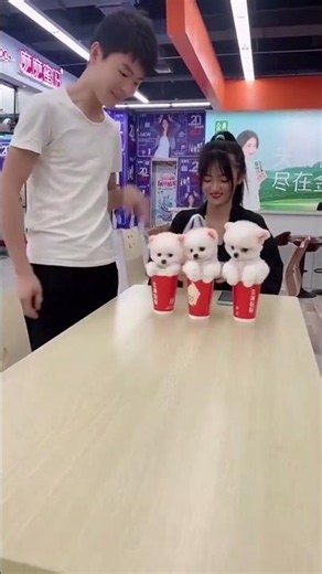 "If you had a teacup dog like this, what name would you give it?" #pets #cute
