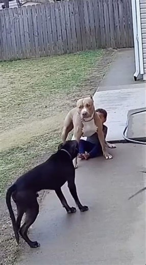 Pit Bull Saves Child from Black Dog 🐶🛡️👶