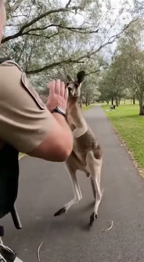 Kangaroo Fights a Security Guard! 🥊🦘 | Funniest Animal Moments #shorts