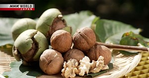 Walnuts - Trails to Oishii Tokyo